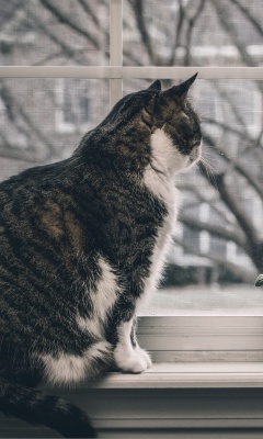 Cat on Window wallpaper 240x400