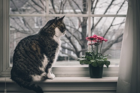 Cat on Window wallpaper 480x320