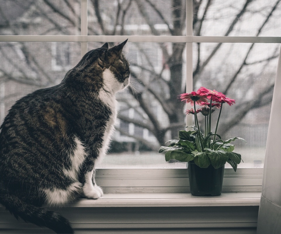 Cat on Window wallpaper 960x800