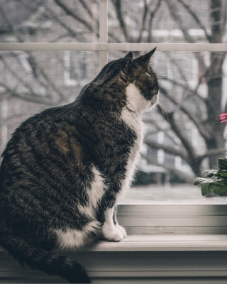 Cat on Window - Obrázkek zdarma pro 128x160