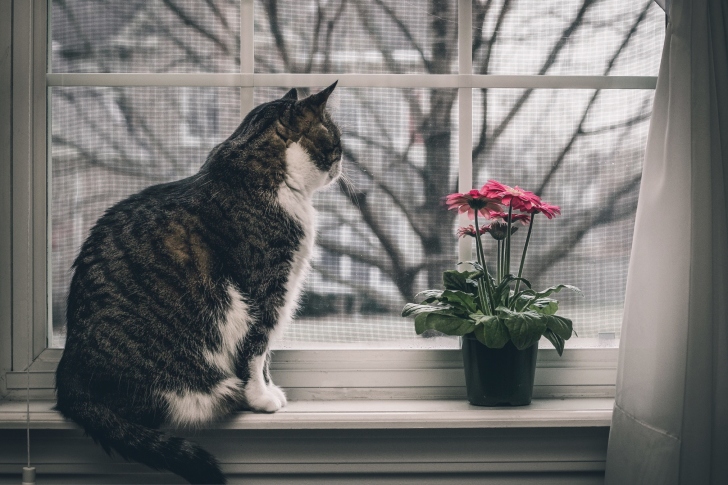 Das Cat on Window Wallpaper