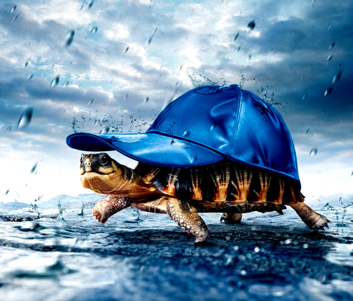 Fondo de pantalla Funny Turtle 1200x1024