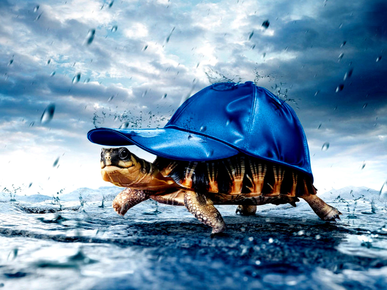 Обои Funny Turtle 1280x960