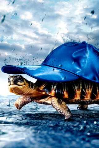 Fondo de pantalla Funny Turtle 320x480