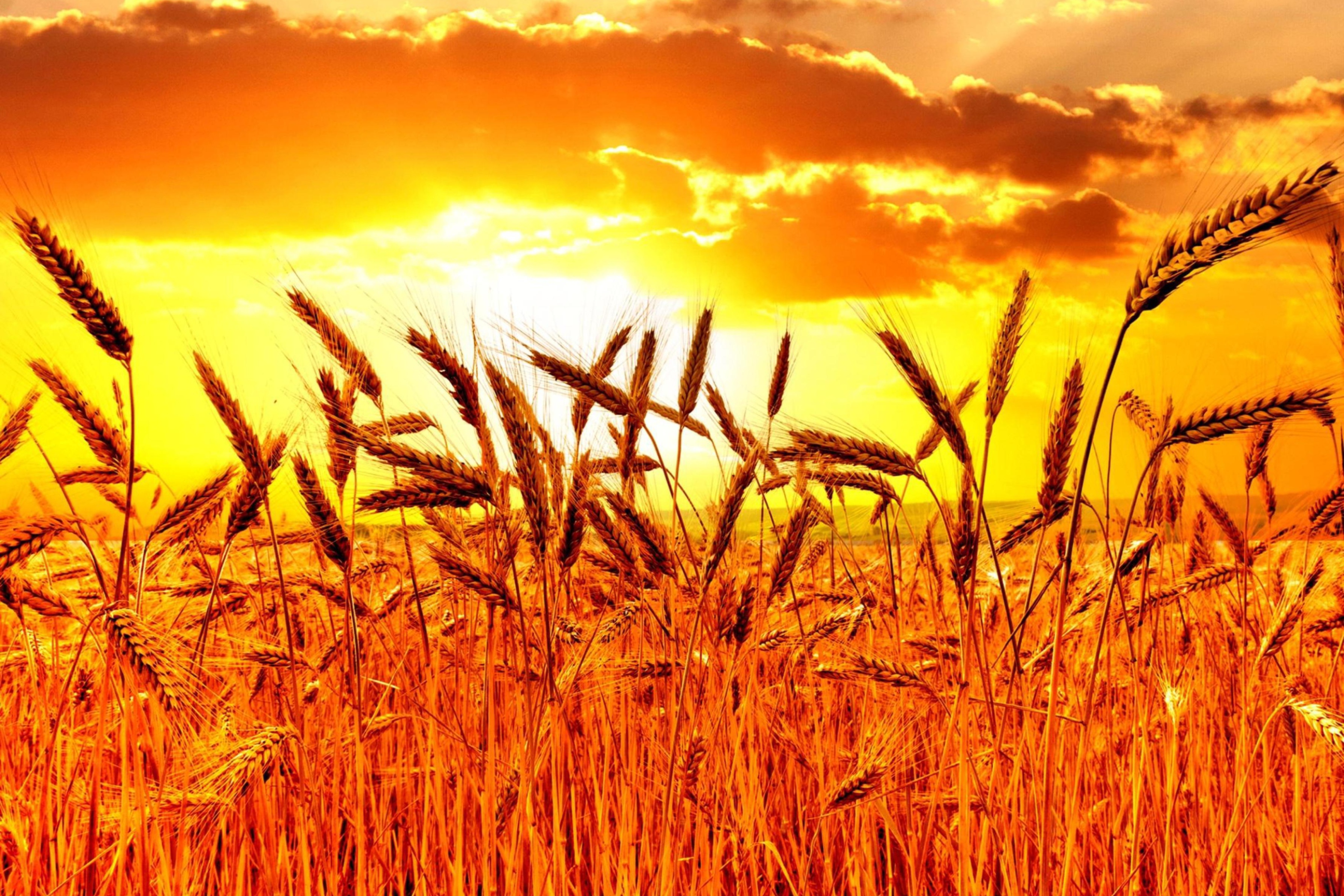 Screenshot №1 pro téma Golden Corn Field 2880x1920