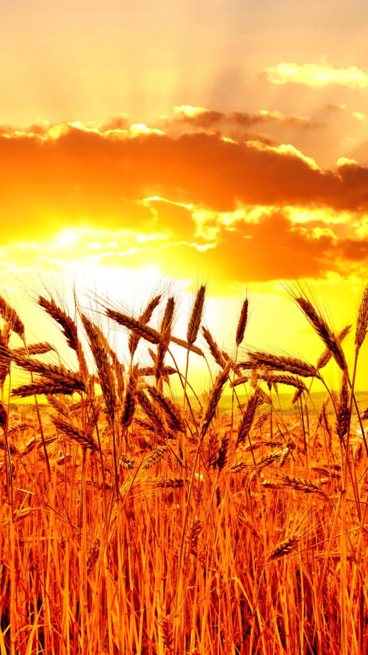 Golden Corn Field screenshot #1 750x1334