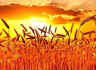 Golden Corn Field - Obrázkek zdarma pro 1440x1280