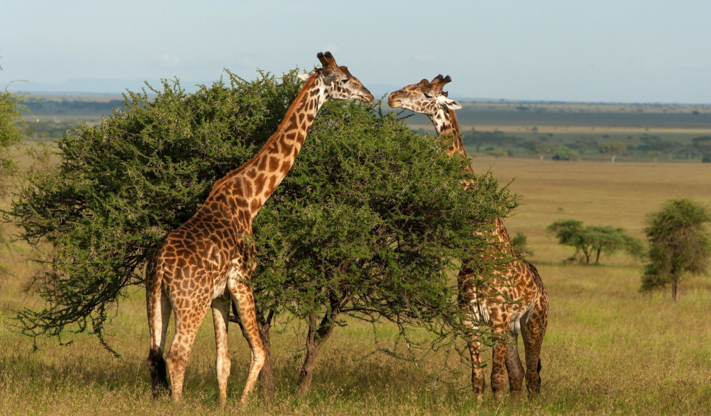 Sfondi Giraffe in Duba, Botswana 1024x600