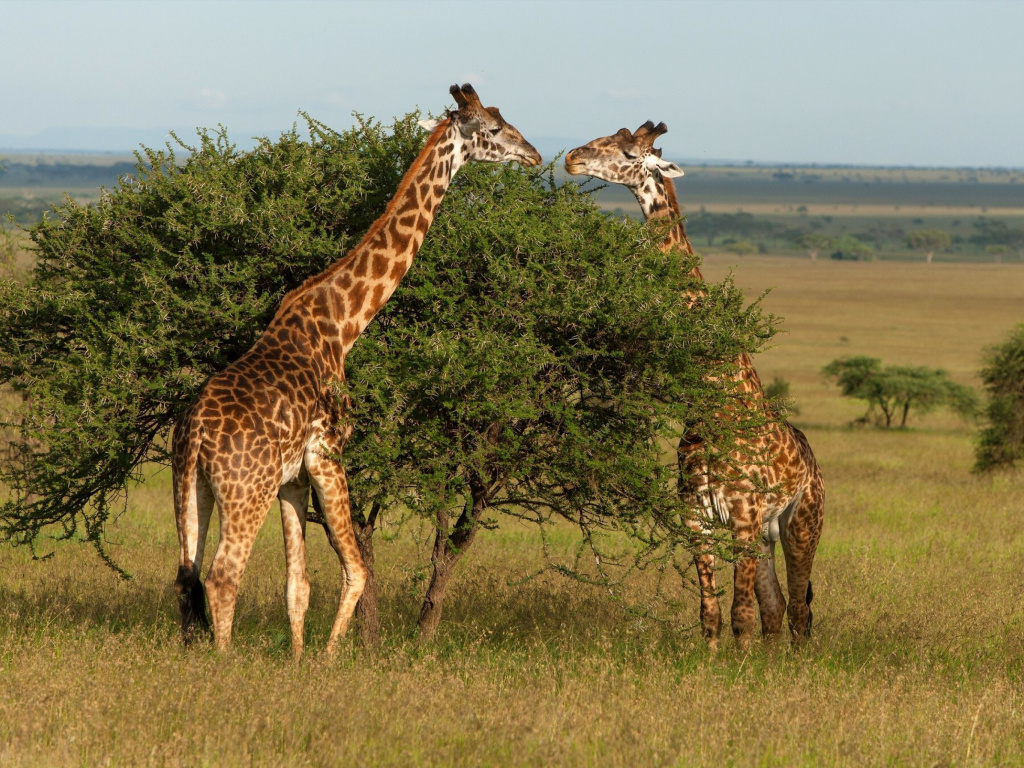 Screenshot №1 pro téma Giraffe in Duba, Botswana 1024x768