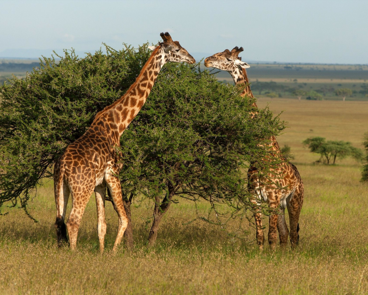 Screenshot №1 pro téma Giraffe in Duba, Botswana 1280x1024