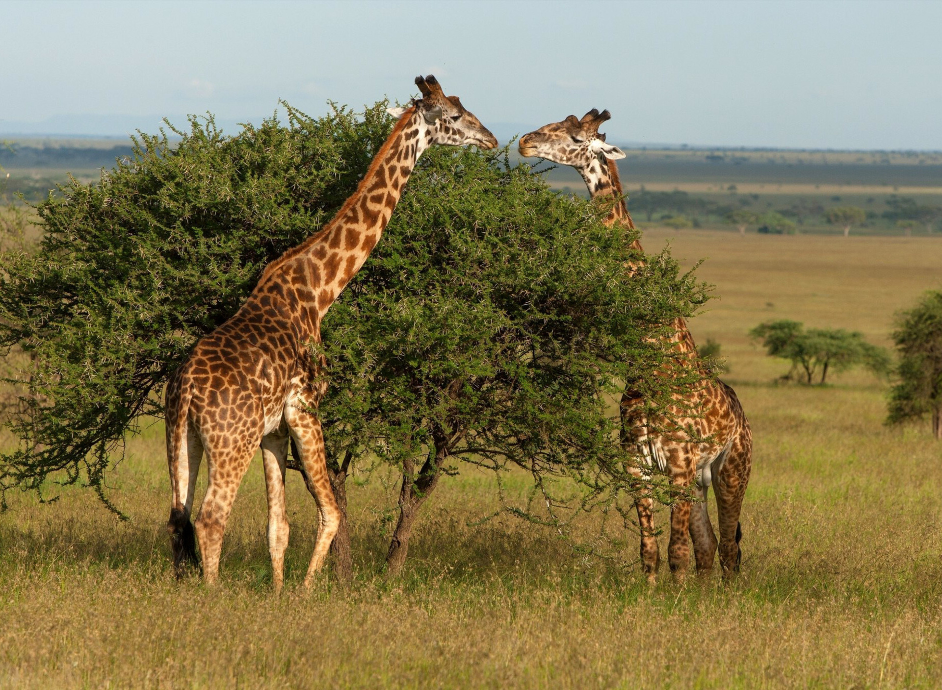 Fondo de pantalla Giraffe in Duba, Botswana 1920x1408