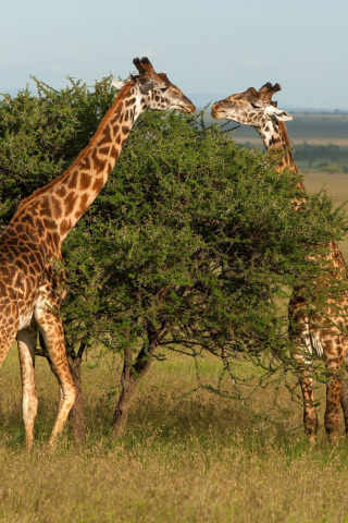 Screenshot №1 pro téma Giraffe in Duba, Botswana 320x480