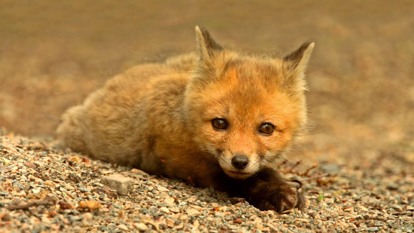Sfondi Little Fox 1366x768