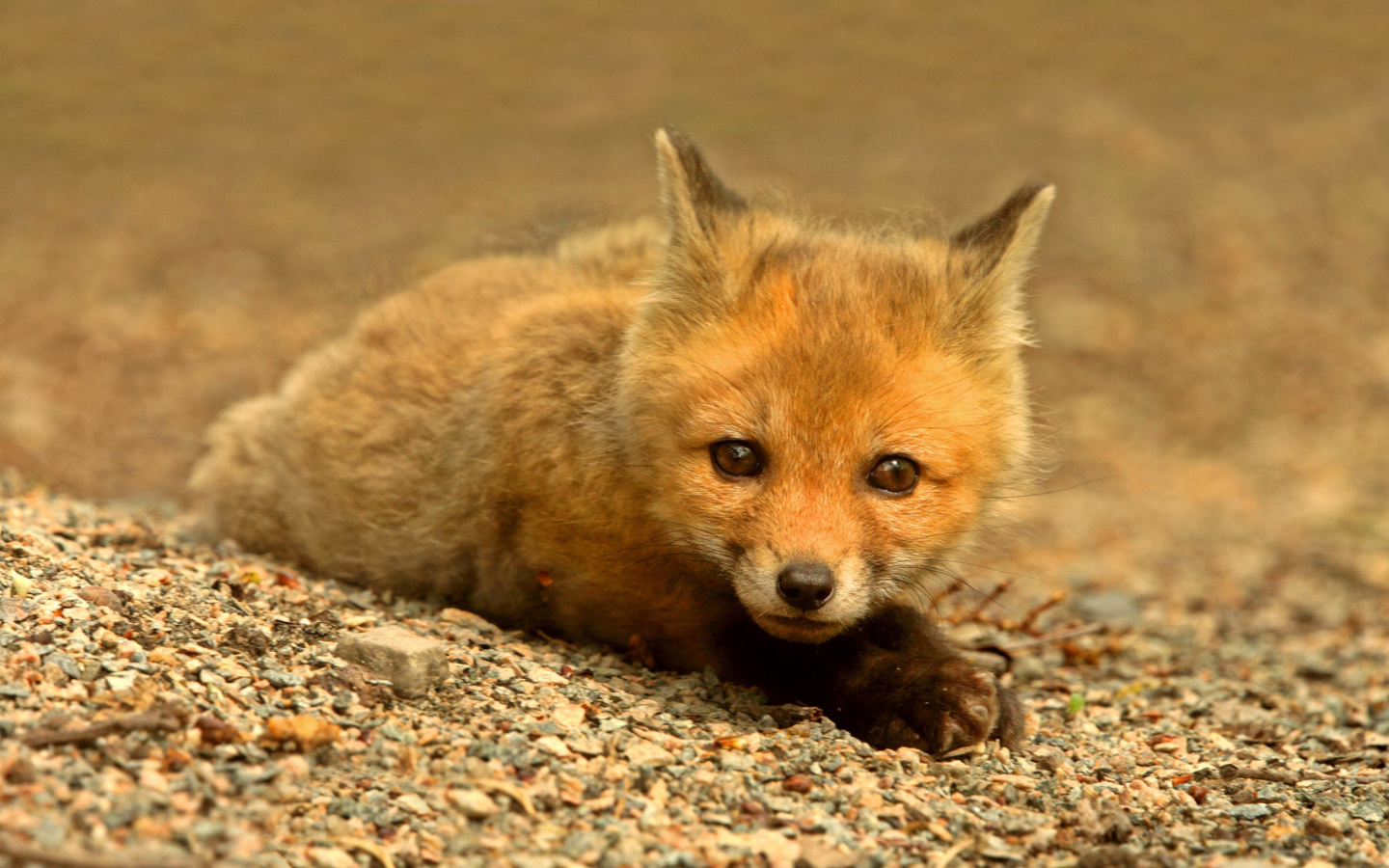 Little Fox wallpaper 1440x900