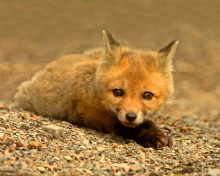 Sfondi Little Fox 220x176