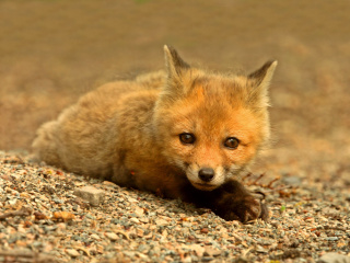 Sfondi Little Fox 320x240