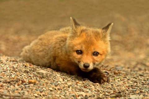 Little Fox wallpaper 480x320