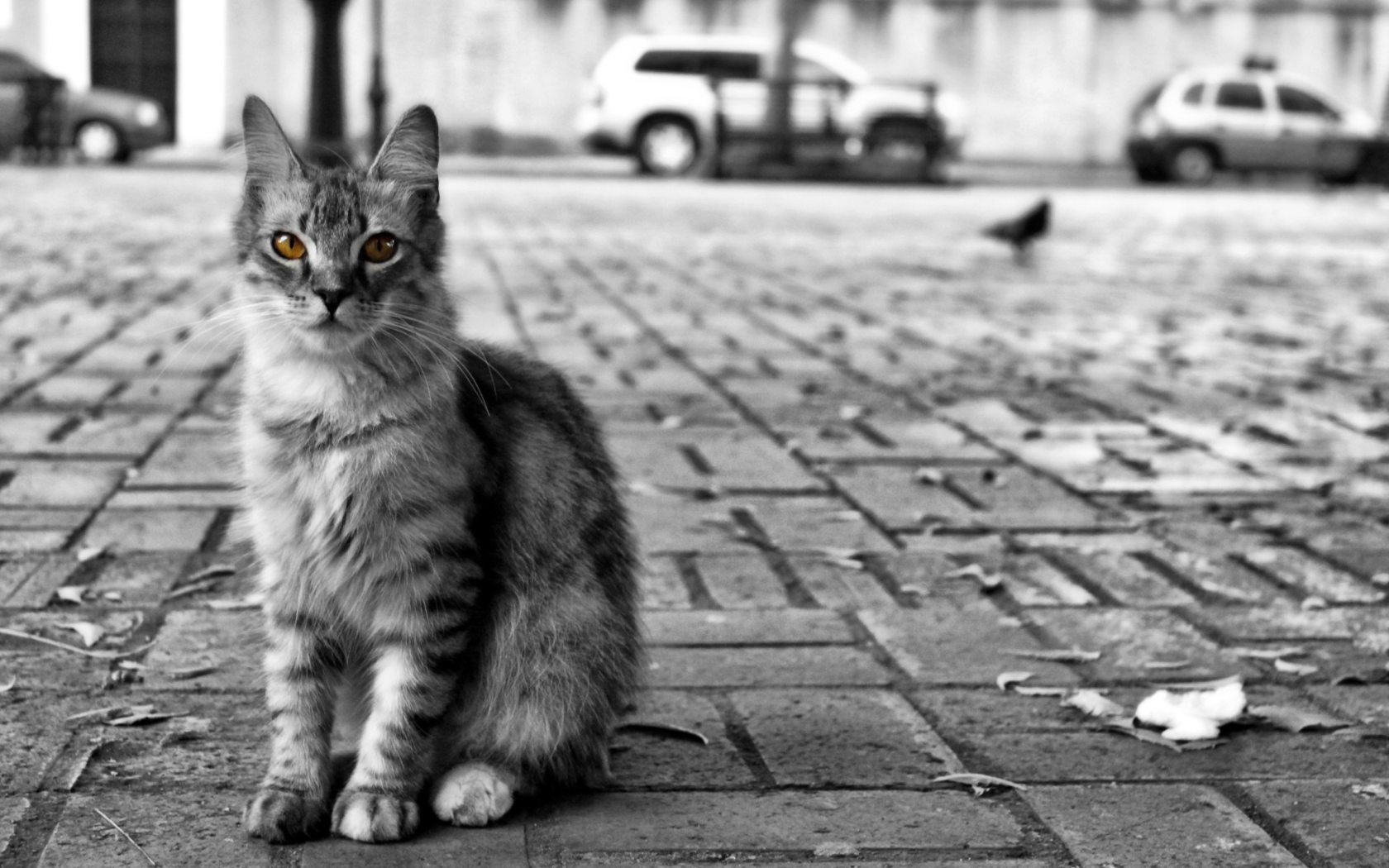 Screenshot №1 pro téma Black And White Cat 1680x1050