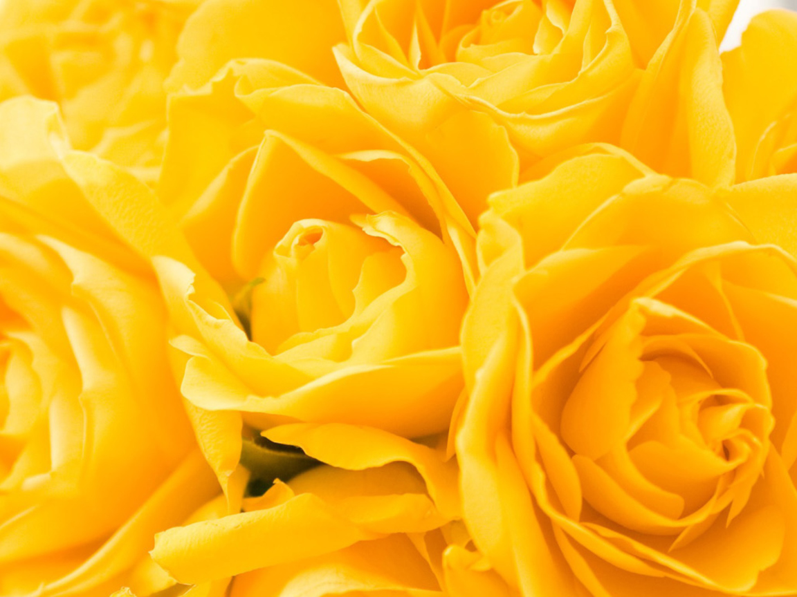 Screenshot №1 pro téma Yellow Roses 1152x864