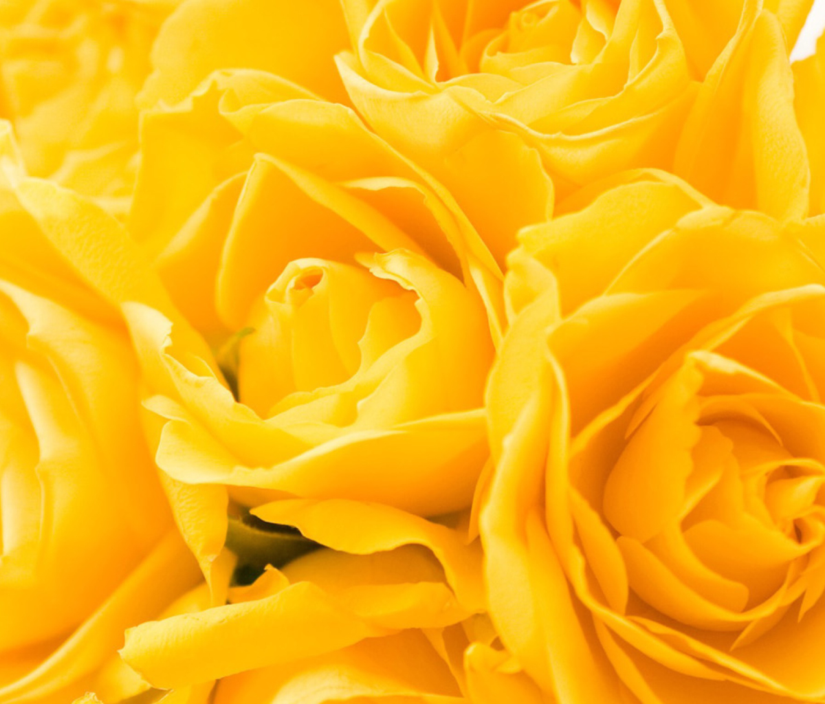 Screenshot №1 pro téma Yellow Roses 1200x1024