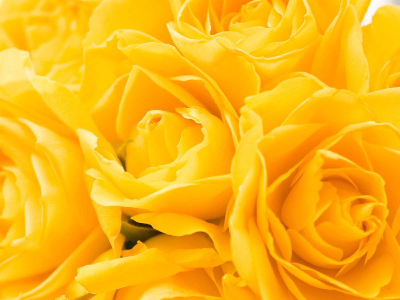 Screenshot №1 pro téma Yellow Roses 1600x1200