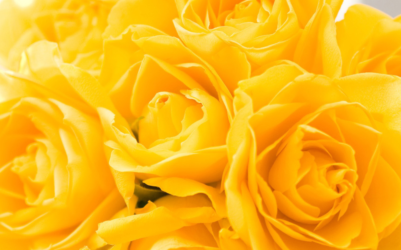 Screenshot №1 pro téma Yellow Roses 1680x1050