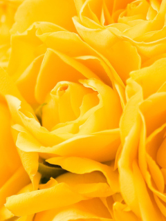 Yellow Roses wallpaper 240x320