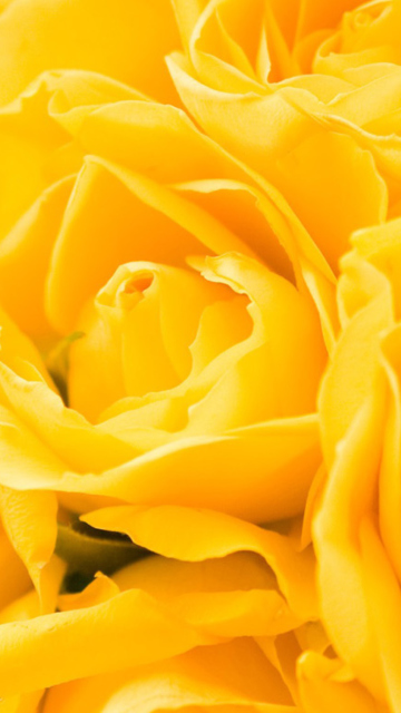 Screenshot №1 pro téma Yellow Roses 360x640
