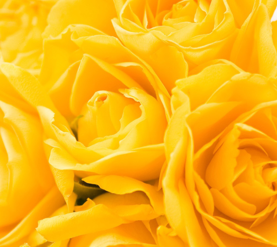 Das Yellow Roses Wallpaper 960x854