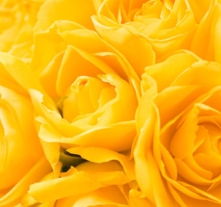 Yellow Roses sfondi gratuiti per 208x208