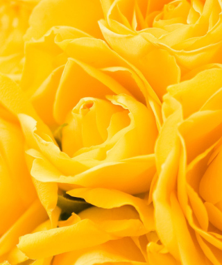 Yellow Roses papel de parede para celular para Nokia Lumia 925