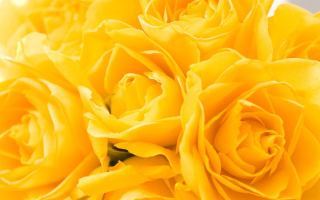 Yellow Roses - Obrázkek zdarma pro Fullscreen Desktop 1400x1050