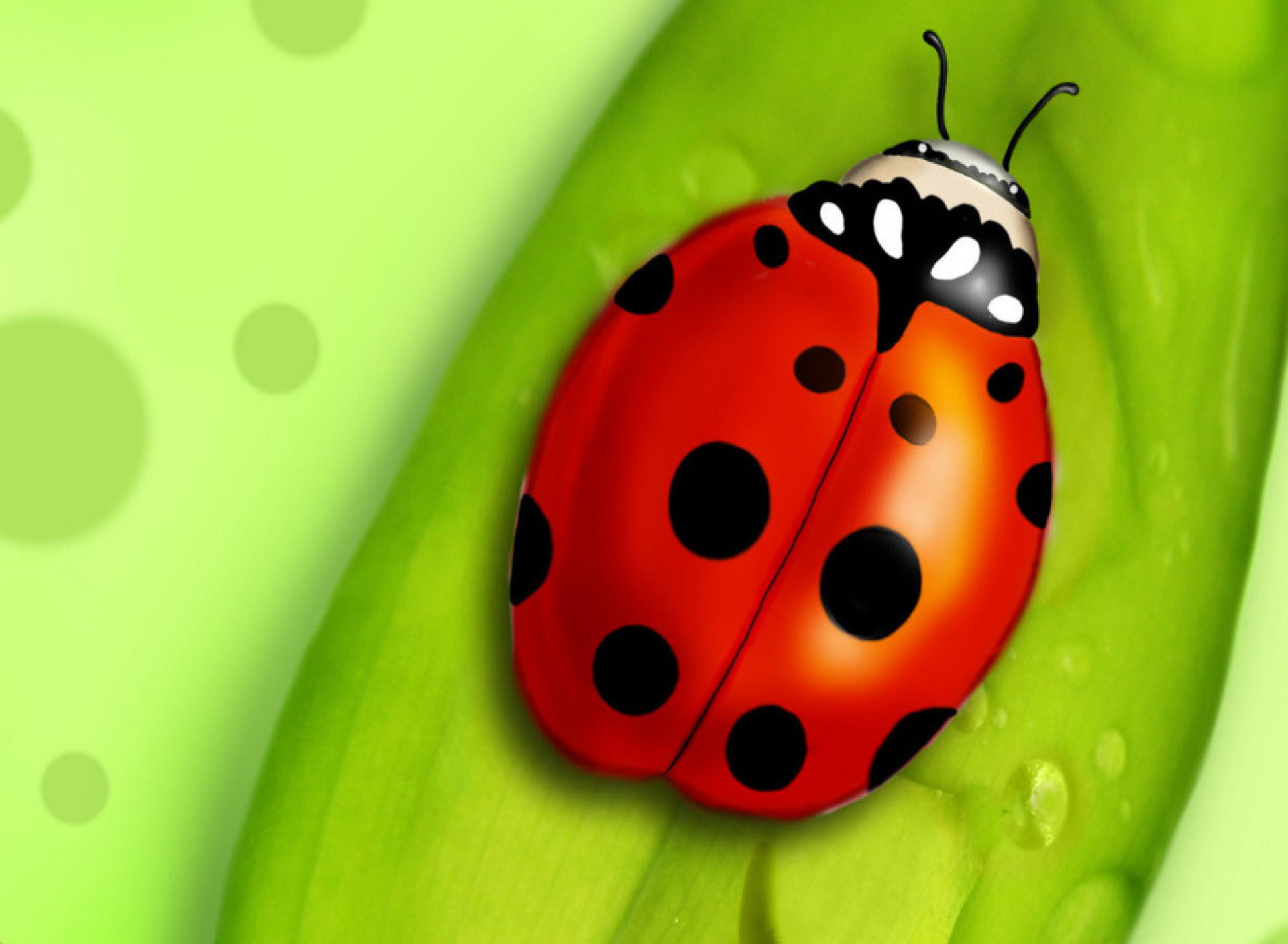 Обои Ladybug 1920x1408