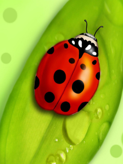 Fondo de pantalla Ladybug 240x320