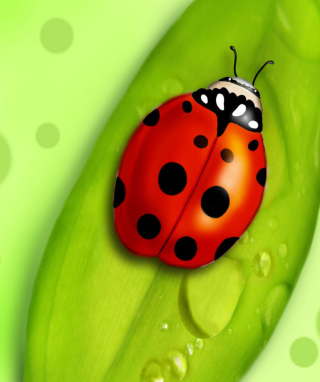 Ladybug - Obrázkek zdarma pro 240x400