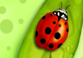 Ladybug - Obrázkek zdarma pro Motorola DROID 2