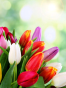 Screenshot №1 pro téma Bouquet of colorful tulips 132x176
