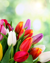 Screenshot №1 pro téma Bouquet of colorful tulips 176x220