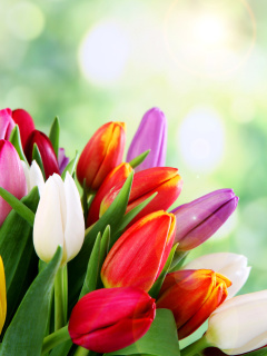 Fondo de pantalla Bouquet of colorful tulips 240x320