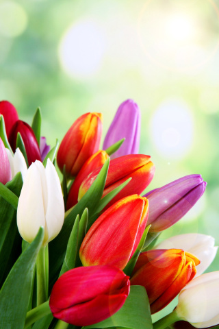 Fondo de pantalla Bouquet of colorful tulips 320x480