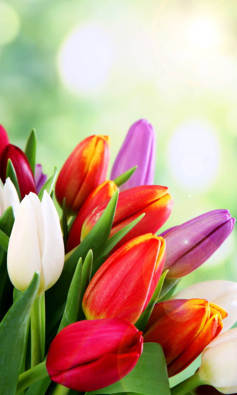 Fondo de pantalla Bouquet of colorful tulips 768x1280