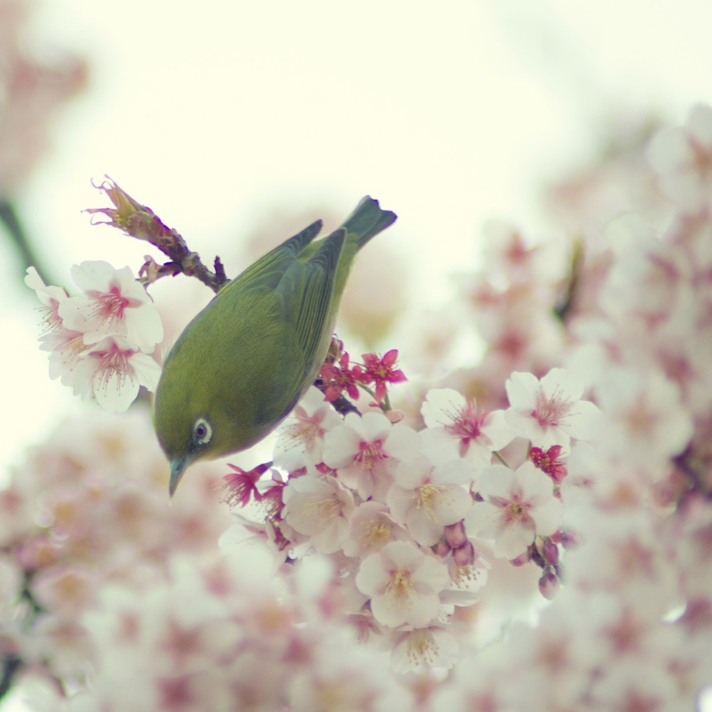 Screenshot №1 pro téma Little Green Bird And Pink Tree Blossom 1024x1024