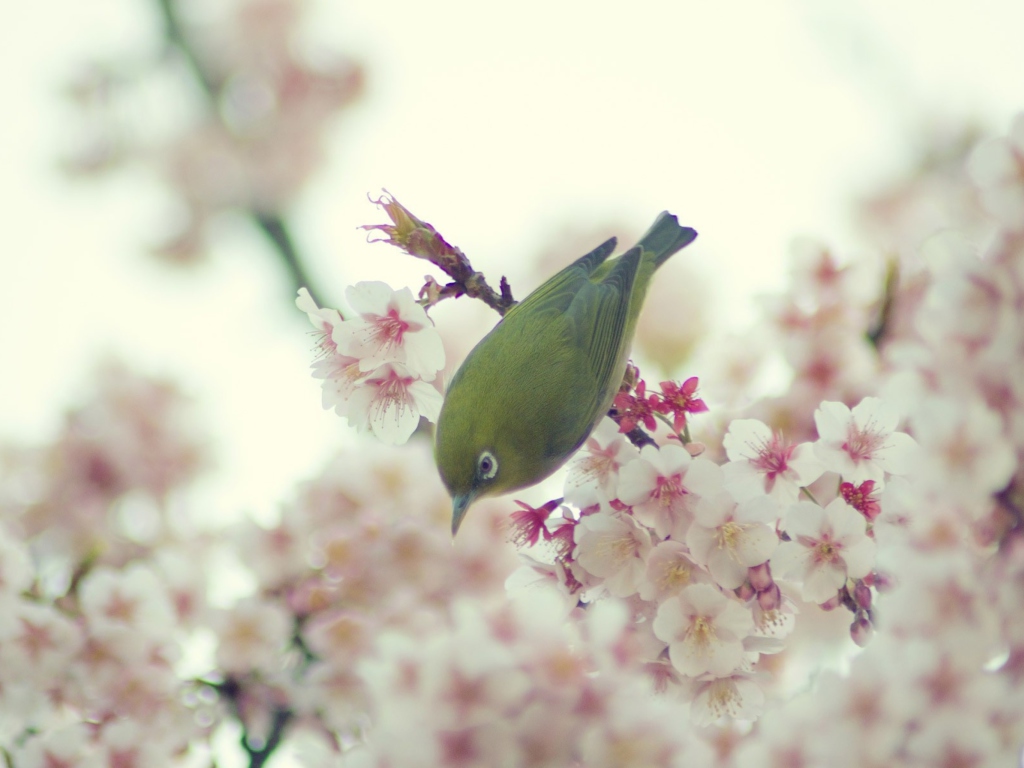 Das Little Green Bird And Pink Tree Blossom Wallpaper 1024x768