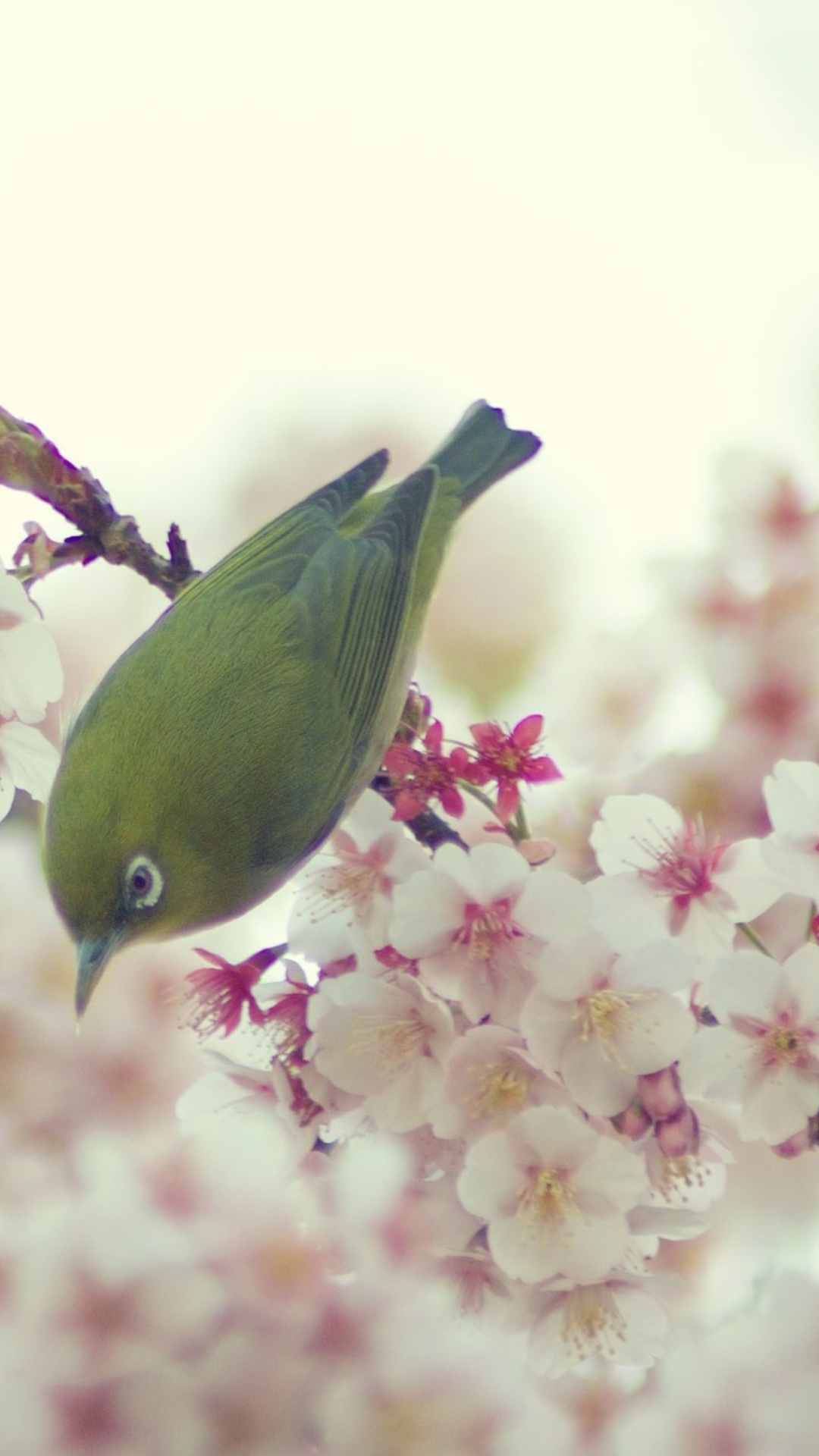 Das Little Green Bird And Pink Tree Blossom Wallpaper 1080x1920