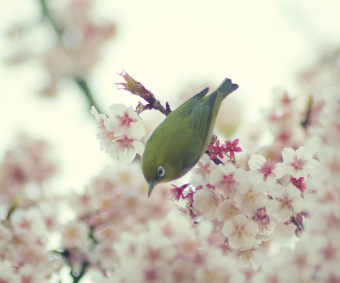 Sfondi Little Green Bird And Pink Tree Blossom 480x400
