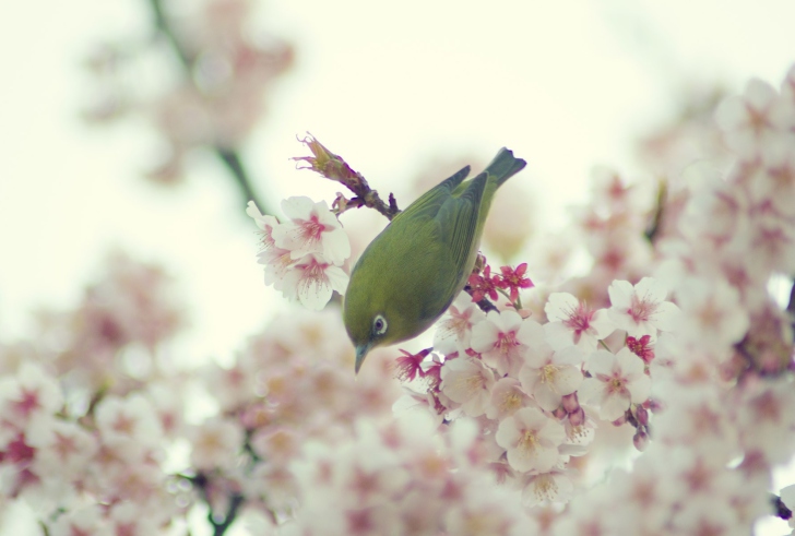 Little Green Bird And Pink Tree Blossom wallpaper