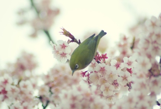 Little Green Bird And Pink Tree Blossom - Obrázkek zdarma pro Widescreen Desktop PC 1680x1050