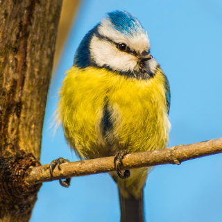 Kostenloses Yellow Bird In Zoo Wallpaper für iPad 3