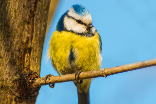 Yellow Bird In Zoo - Obrázkek zdarma pro 1024x600