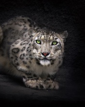 Screenshot №1 pro téma Snow Leopard 176x220